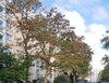Robinienstraße 22, 01169 Dresden